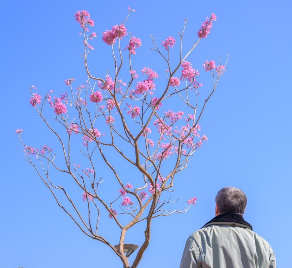 卓永興指,綻放的紫花風鈴木在藍天和風中搖曳,點綴了四周綠悠悠的草坪。卓永興FB圖片 卓永興指,綻放的紫花風鈴木在藍天和風中搖曳,點綴了四周綠悠悠的草坪。卓永興FB圖片