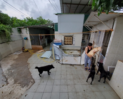 狗主孔先生表示多隻愛犬死亡，此刻好心痛。