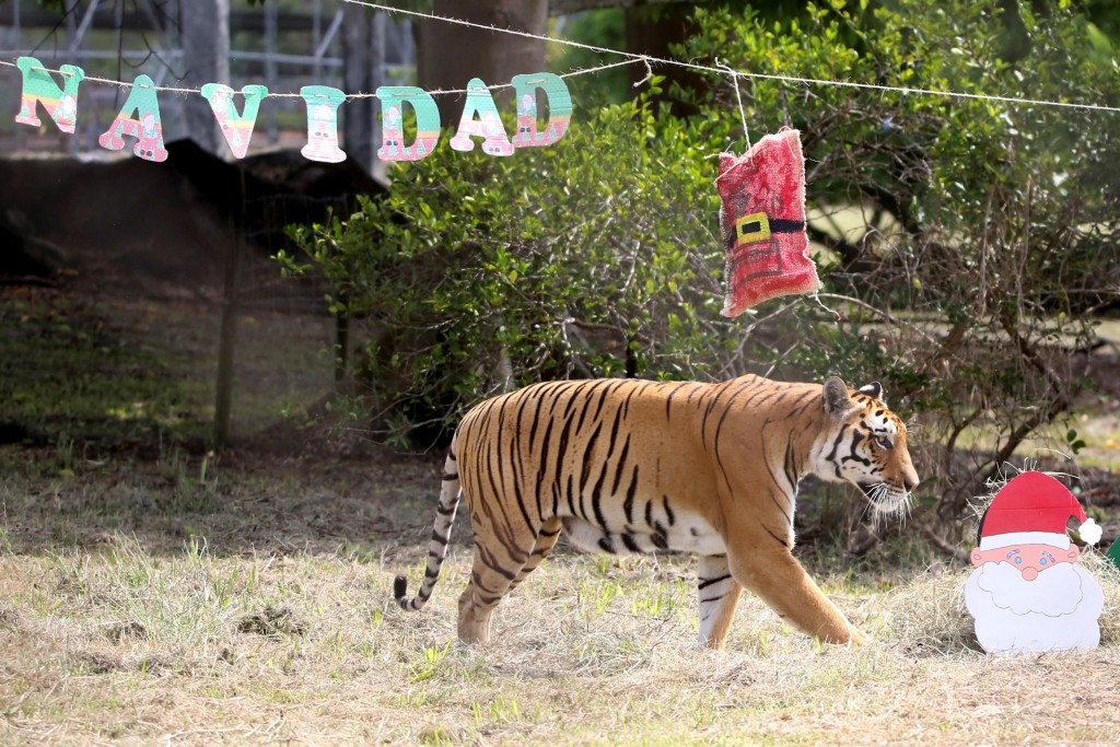 哥倫比亞一間動物園慶祝聖誕。路透社
