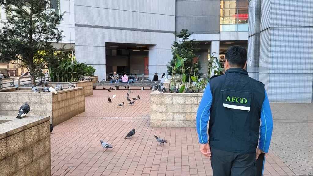漁護署執法隊加強對非法餵飼野鴿的執法。 漁護署執法隊加強對非法餵飼野鴿的執法。