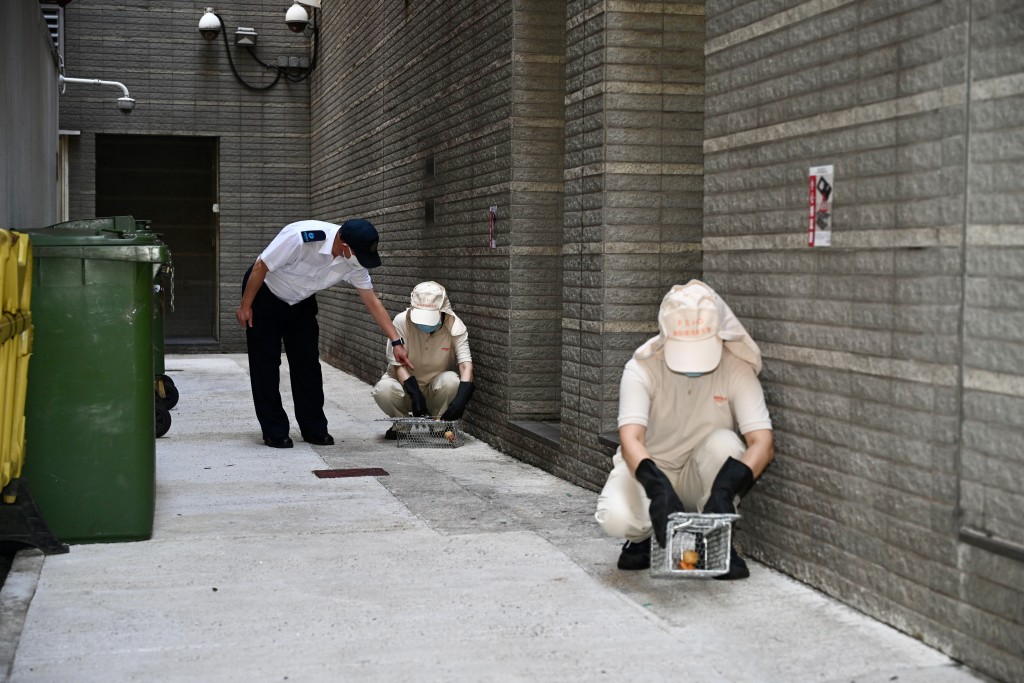 食环署加强灭鼠工作。资料图片
