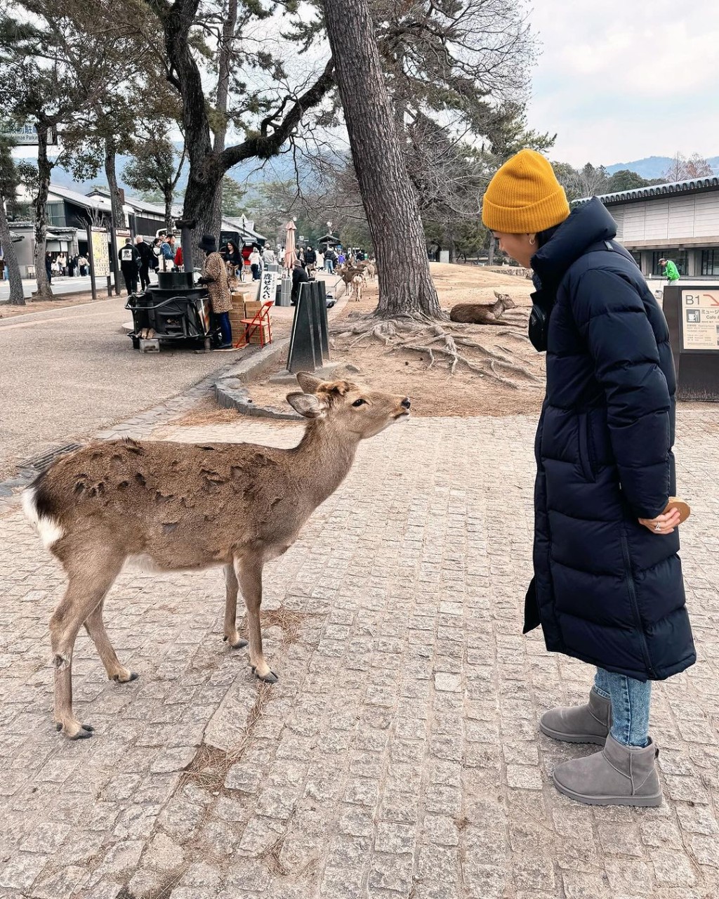 黃心穎去了奈良公園餵鹿。