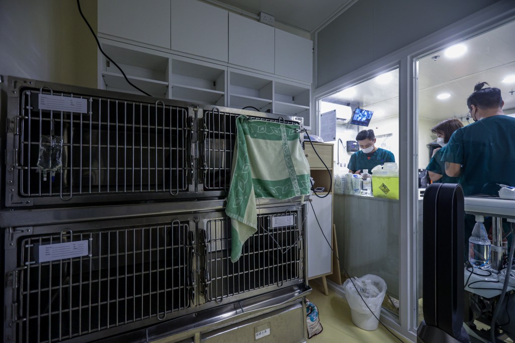 受傷的朵朵在「阿棍屋」安排下，目前在動物診所留醫，雖然傷口仍有流血及流膿，但在隔離治療下情況仍算穩定。（資料相片）