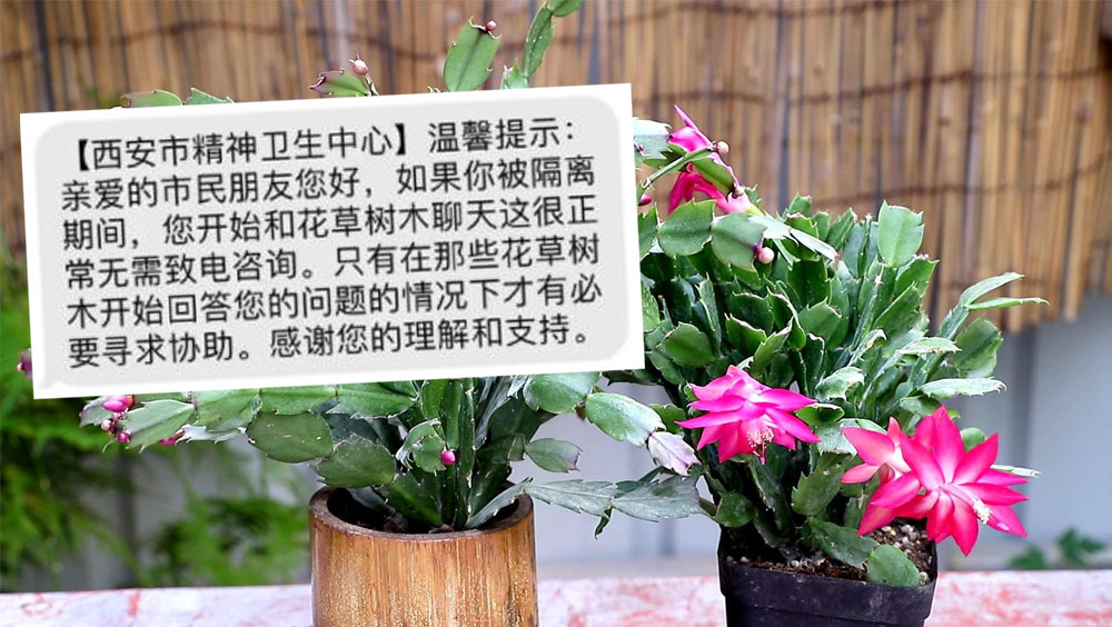 內地流傳「隔離期和花草樹木聊天很正常」的短信，西安精神衛生中心指從沒發過這類信息。