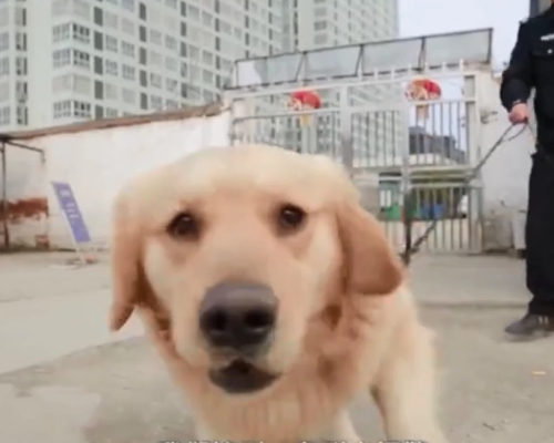 金毛犬还没被人认领。网上图片