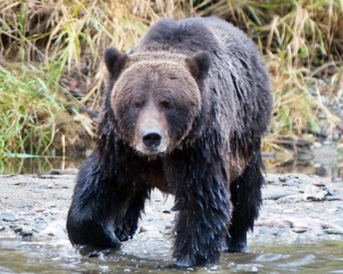 美国一名猎人早前于某国家公园暨保护区狩猎，意外被灰熊袭击身亡。网图