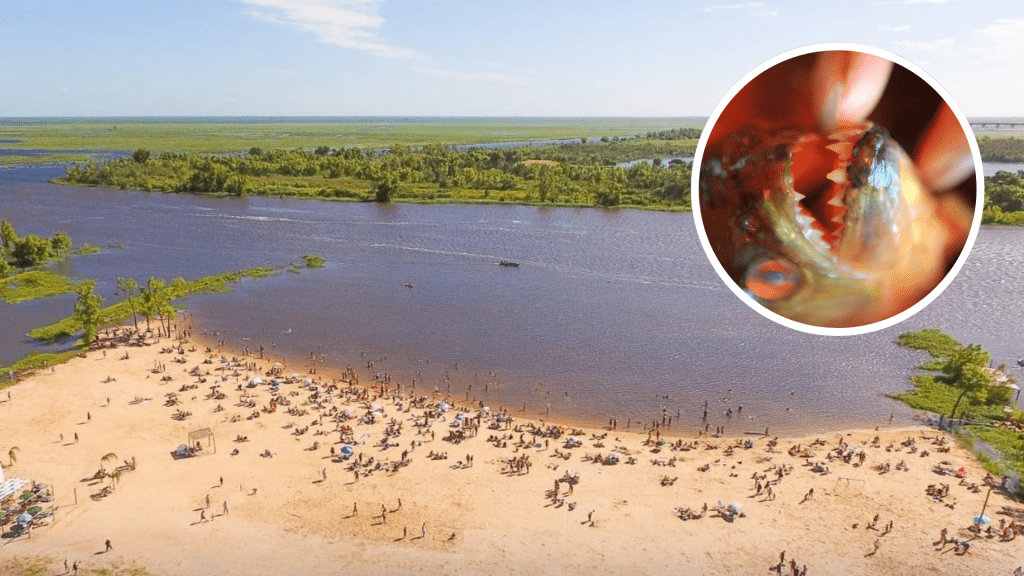 阿根廷恩特雷里奧斯省維多利亞海灘有食人魚出沒。 fb / Regionlitoral / 新華社