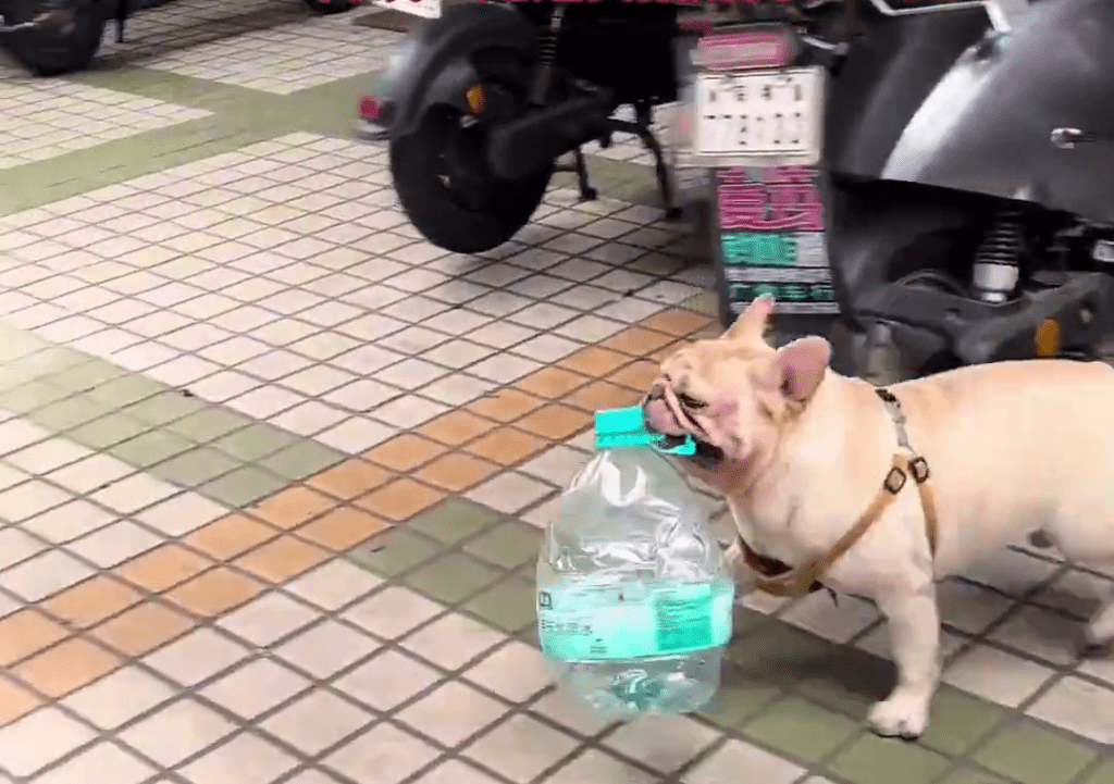 廣州寵物犬每日穿梭各處,熟練地收集空膠樽。 廣州寵物犬每日穿梭各處,熟練地收集空膠樽。