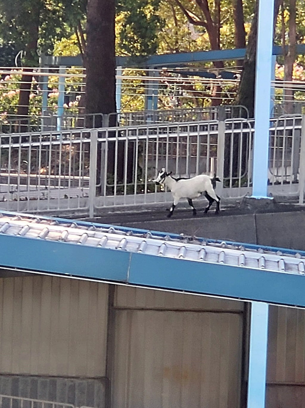 小羊走上天橋。fb：錦田鄉