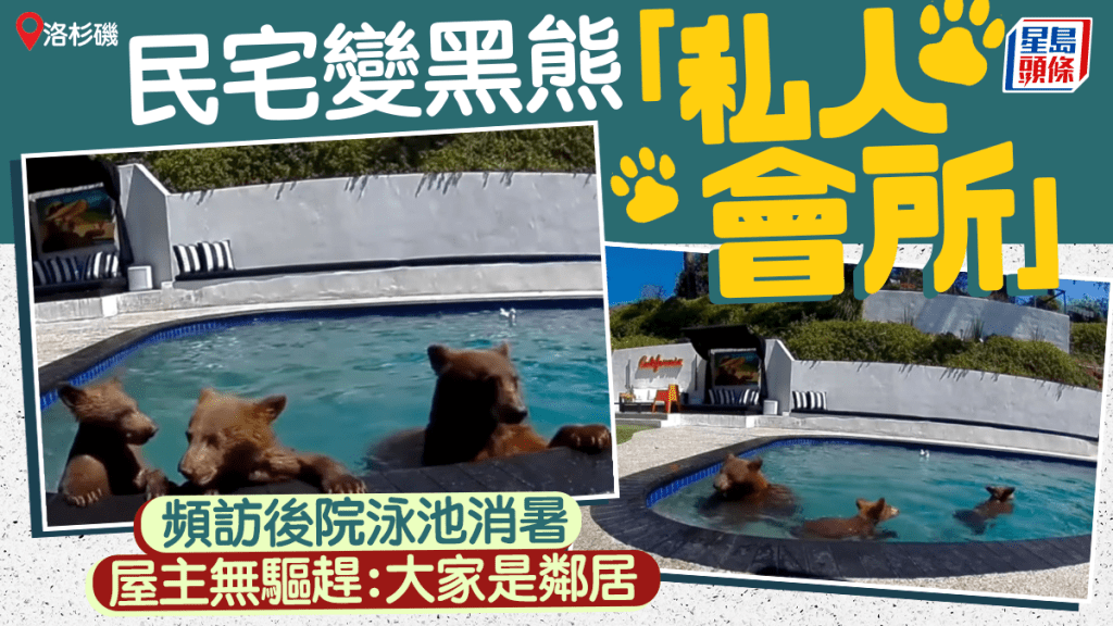 洛杉矶民宅泳池变黑熊玩乐「私人会所」 屋主无驱赶：大家是邻居
