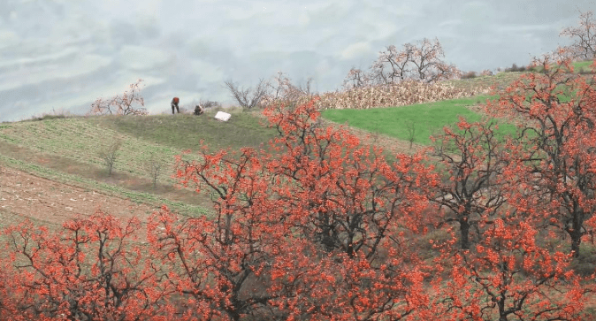 陝西咸陽羅店村的柿子樹今年秋天意外走紅。抖音@夏目(xiamu) 陝西咸陽羅店村的柿子樹今年秋天意外走紅。抖音@夏目(xiamu)