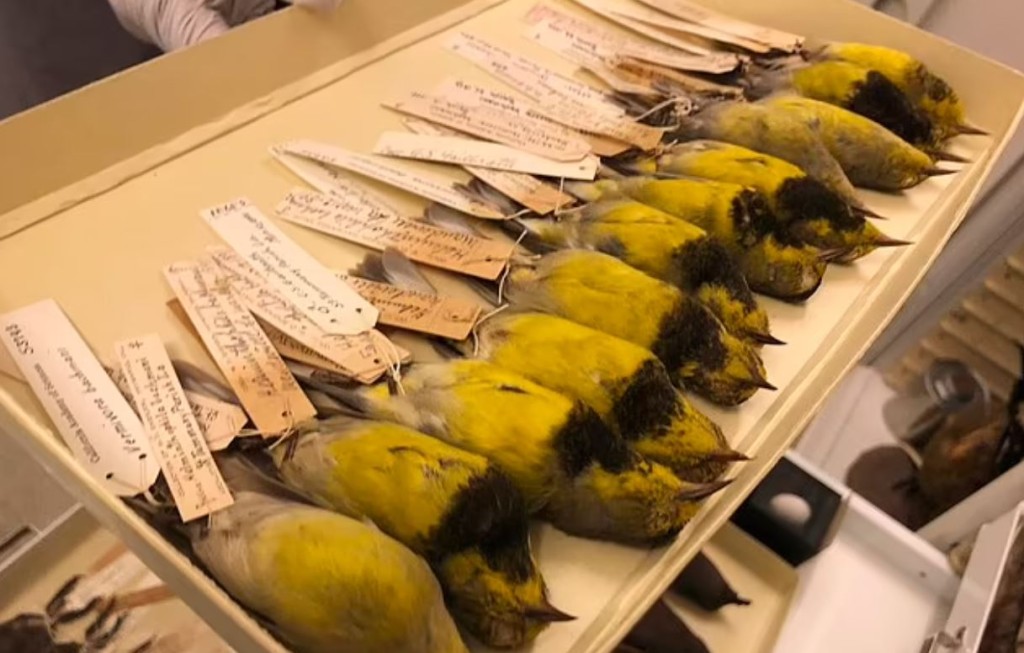 已絕種物種 : Bachman's warbler (AP圖片)