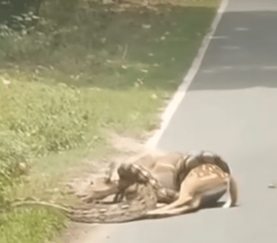 几经纠缠下终成功迫使蟒蛇松开猎物，窜入草丛逃去无踪。