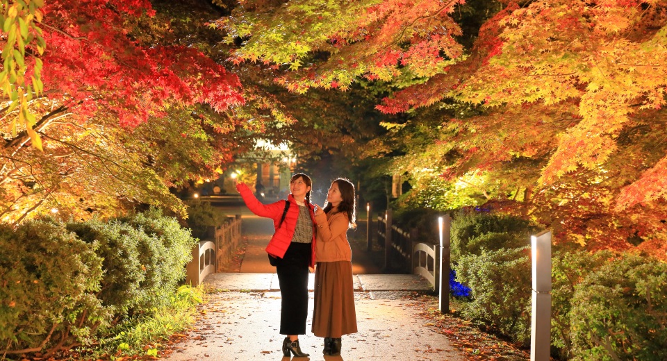 弘前公園在晚上會亮燈供人夜賞紅葉。