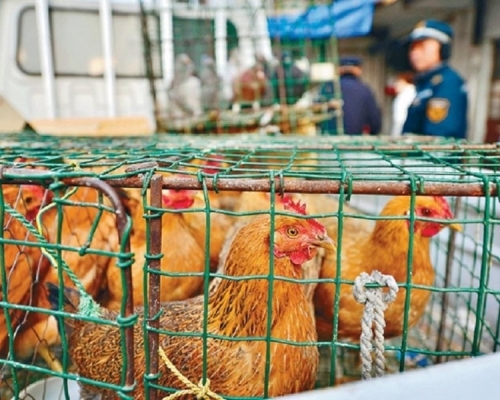 內地新增10宗H7N9個案。資料圖片
