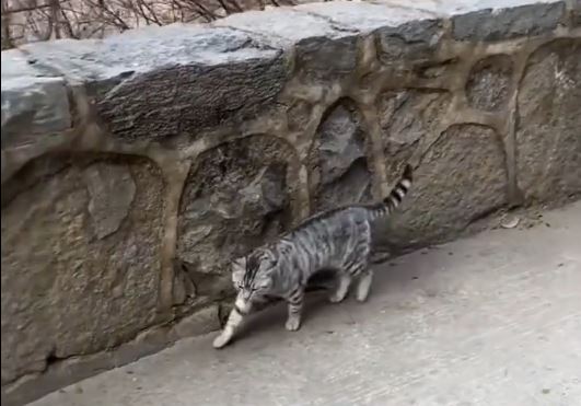 豆豆过去多次被好心游客带落山，试过一天三次自己爬上山回家。抖音