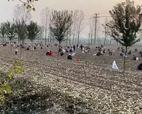 承包商種植花生遭數百村民哄搶。
