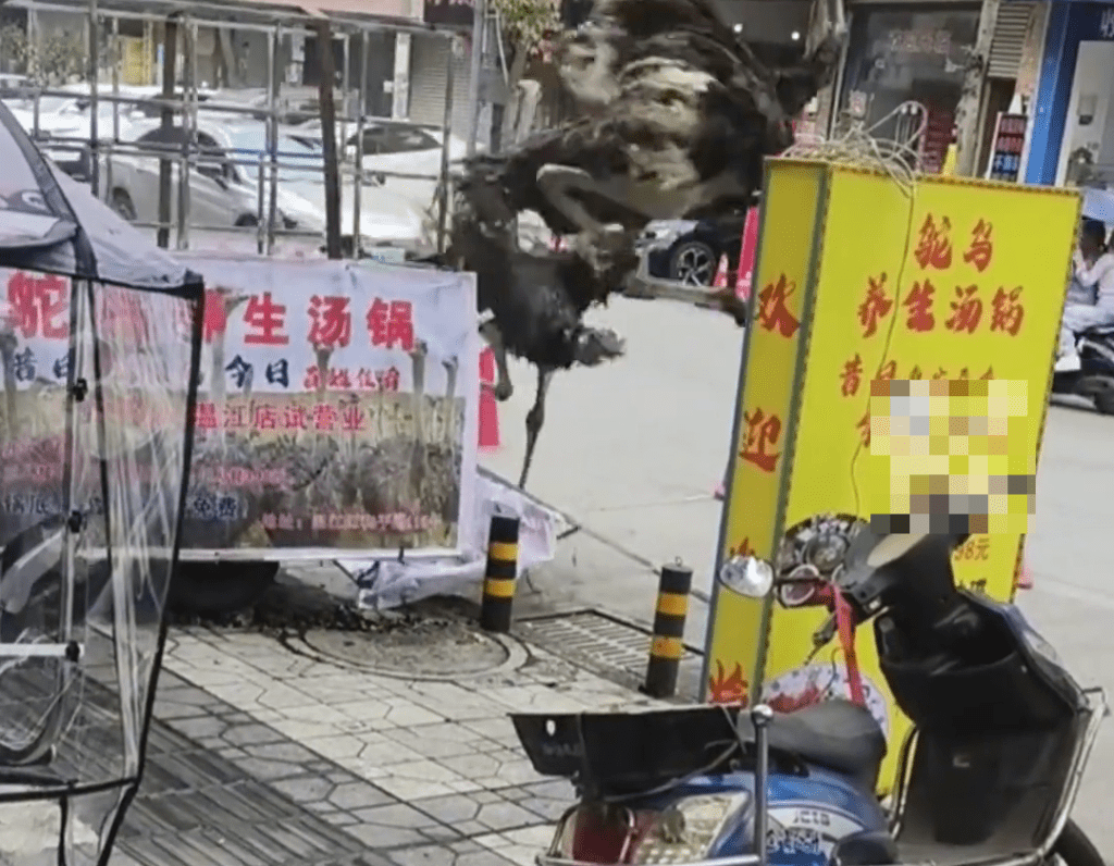 鴕鳥 「越獄」過程被拍了下來。 鴕鳥 「越獄」過程被拍了下來。