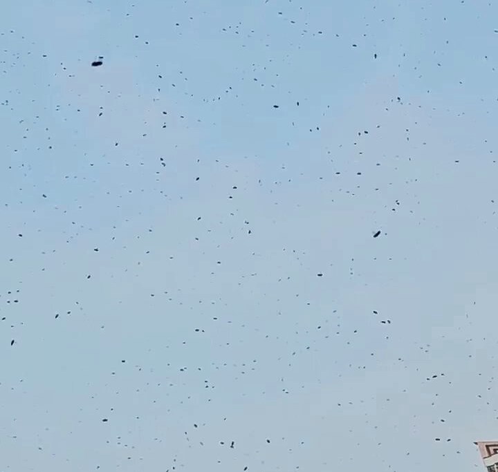 網民:烏蠅,我屋企都入咗兩隻。fb「天水圍街坊鄰里」截圖 網民:烏蠅,我屋企都入咗兩隻。fb「天水圍街坊鄰里」截圖