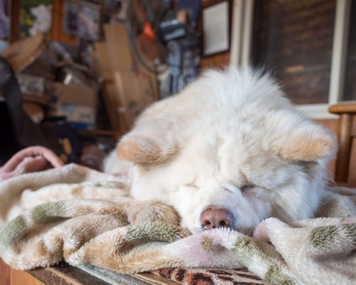 日本網紅秋田犬Wasao離世。 網圖