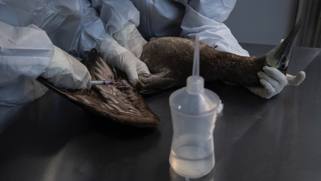 6月26日，巴西里约热内卢的兽医和生物学家从白腹鲣鸟身上采集血液进行禽流感调查。 美联社