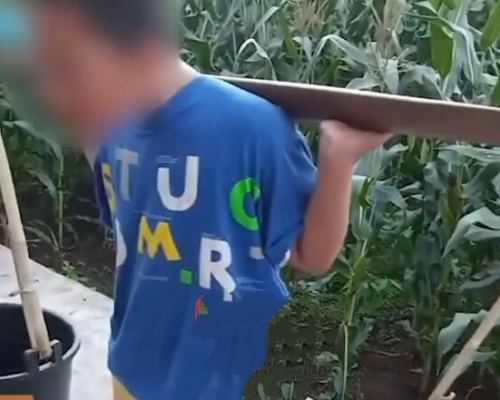 孩子邊挑糞邊哭著大喊。網圖