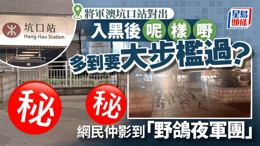 坑口站對出入夜後 呢樣嘢多到要大步檻過？ 網民仲影到野鴿夜軍團