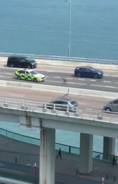 警車尾隨而至。02.ryu.02/Threads影片截圖