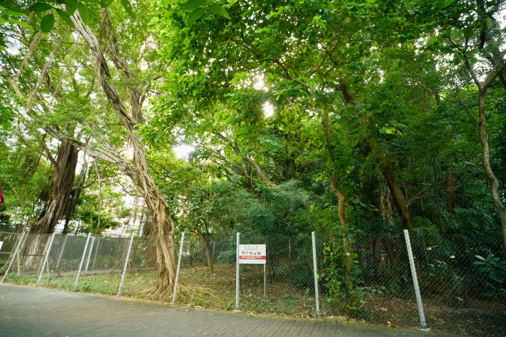 新地今年連奪2幅住宅地，包括以6.06億投得沙田大圍美田路地皮。