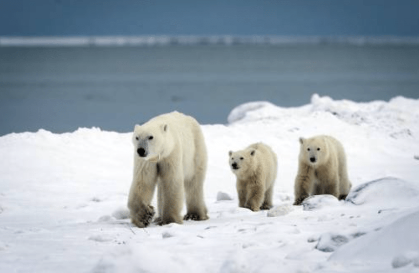 科學家李察遜指出，北極熊收養幼熊的情況在過去45年的研究中僅記錄過13宗，極為罕見。法新社