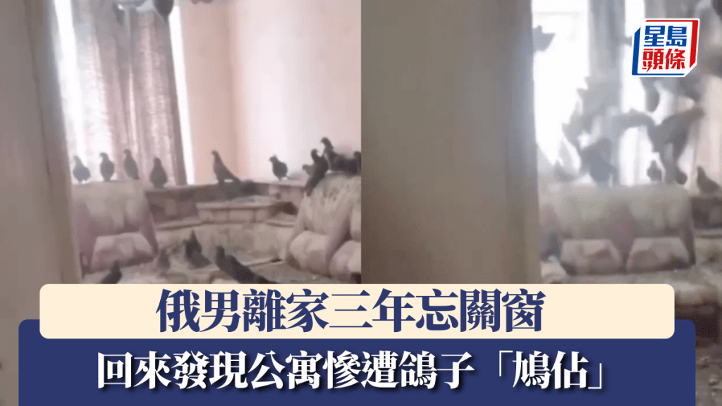 俄男離家三年忘關窗 回來發現公寓遭鴿子「鳩佔」 滿屋鴿糞下場慘烈。X影片截圖