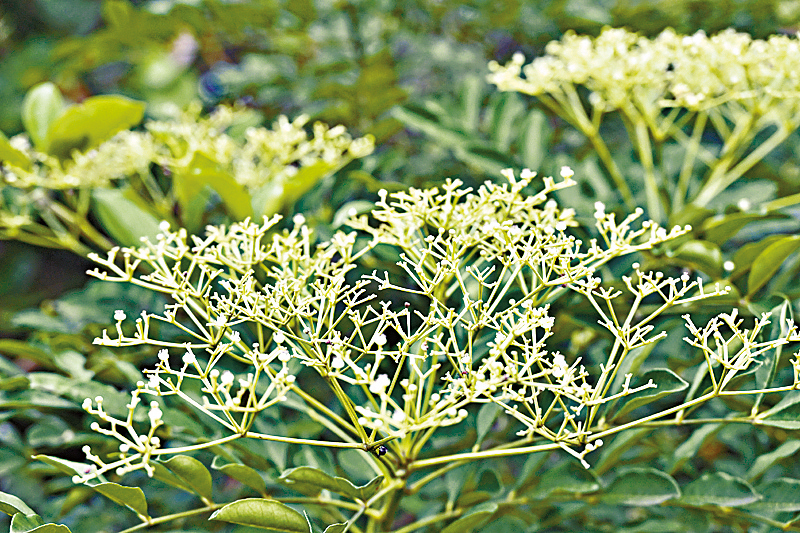 ●?欓花椒帶有陣陣的辣椒味。