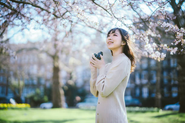 日本人每年看樱花，其实是有一种延寿和祝寿的心态，就是明年又来看过。