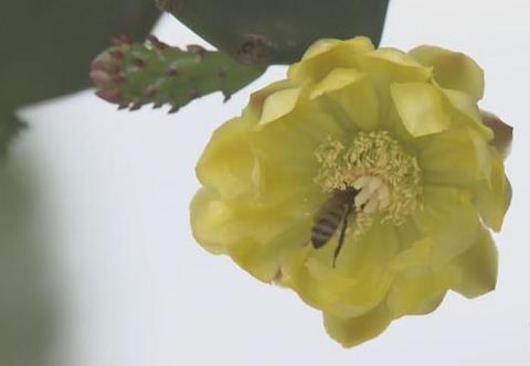 每年3月開始，就會陸續開花結果。