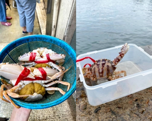 一名女網民不忍帶卵紅花蟹被賣，故買下2隻蟹帶到碼頭放生。FB圖片