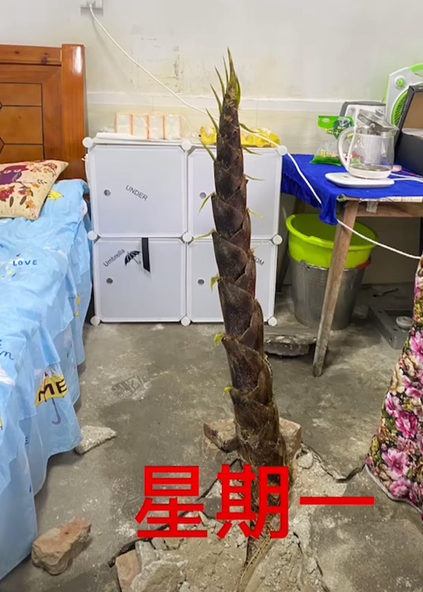 竹笋一天比一天高。网图