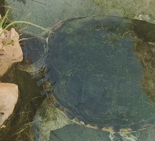 農家樂女老闆表示，大鱷龜失蹤後，同伴小鱷龜變得無心機。抖音@琦啊
