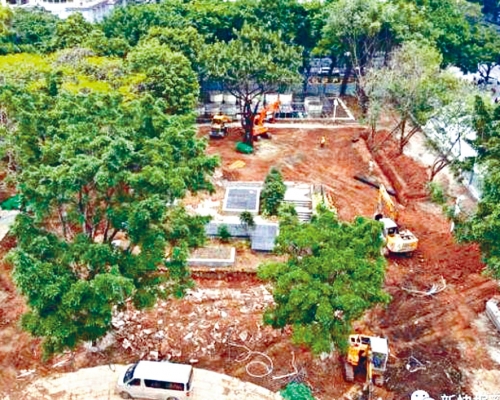 ■廣州人民公園裏很多老榕樹被砍去,留下黃土。