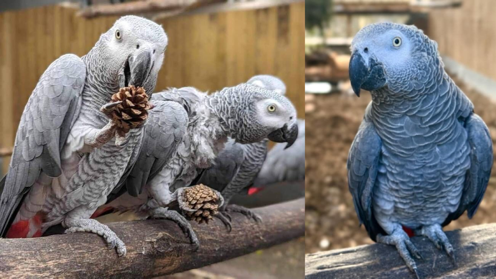 爆粗鸚鵡教壞同類反受旅客歡迎，英動物園升級「隔離薰陶」行動。