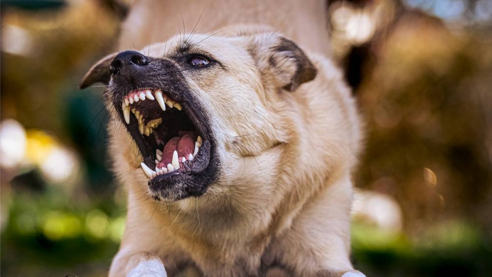 被狗咬傷，11歲女憂捱罵隱瞞終狂犬病發身亡。 unsplash