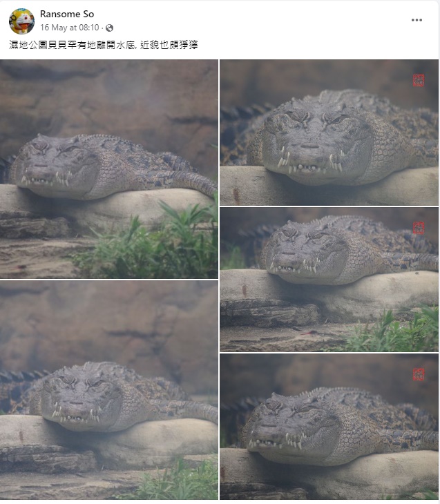 网民发放小湾鳄「贝贝」最新相片。网上截图