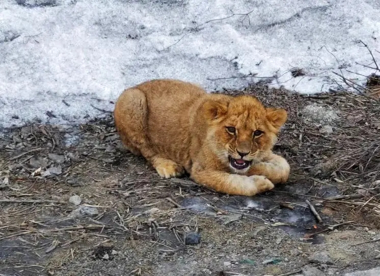 山西長晉高速路邊出現一隻幼年非洲獅。晉城自然資源局