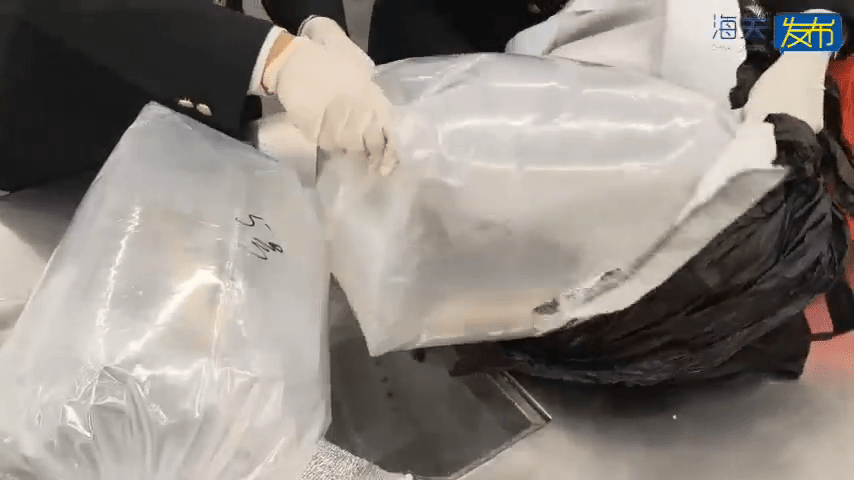 海關查獲赴港女客以注水膠袋偷運金龍魚。 海關查獲赴港女客以注水膠袋偷運金龍魚。