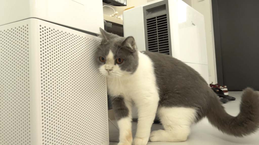 Alfee育有一貓一狗,除了短毛貓是自身飼養外,還會暫托其他小動物。 Alfee育有一貓一狗,除了短毛貓是自身飼養外,還會暫托其他小動物。