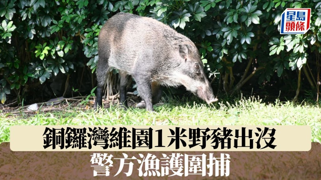 銅鑼灣維園1米野豬出沒 警方漁護圍捕