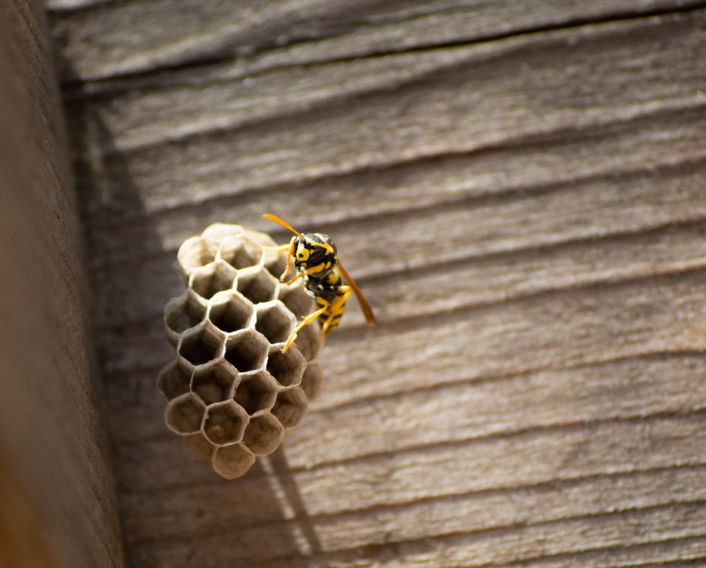 蜜蜂為數量最多的授粉者物種