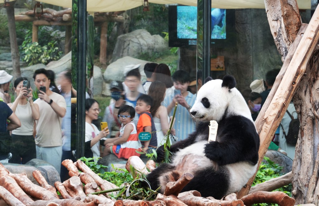 陳勇希望來港的是出自「明星熊貓家族」。資料圖片