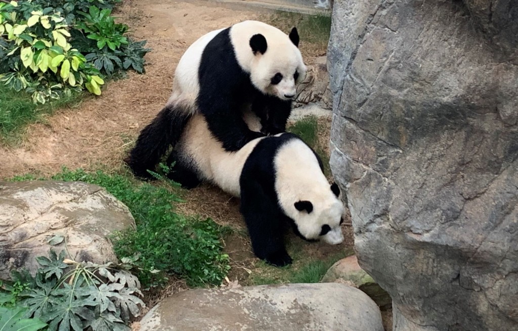 李家超表示希望一對大熊貓能夠在港誕下下一代熊貓，開枝散葉。資料圖片
