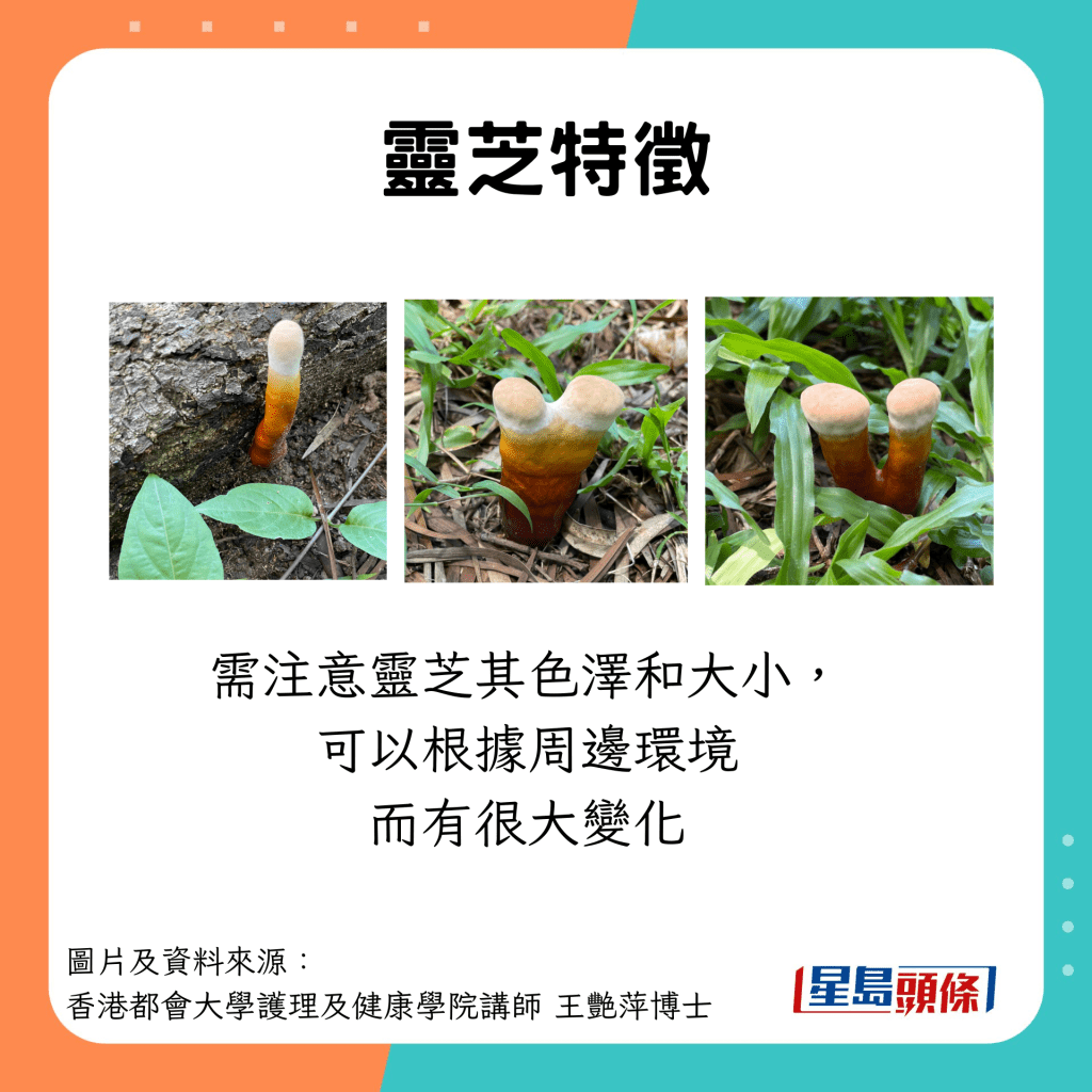 灵芝特徵