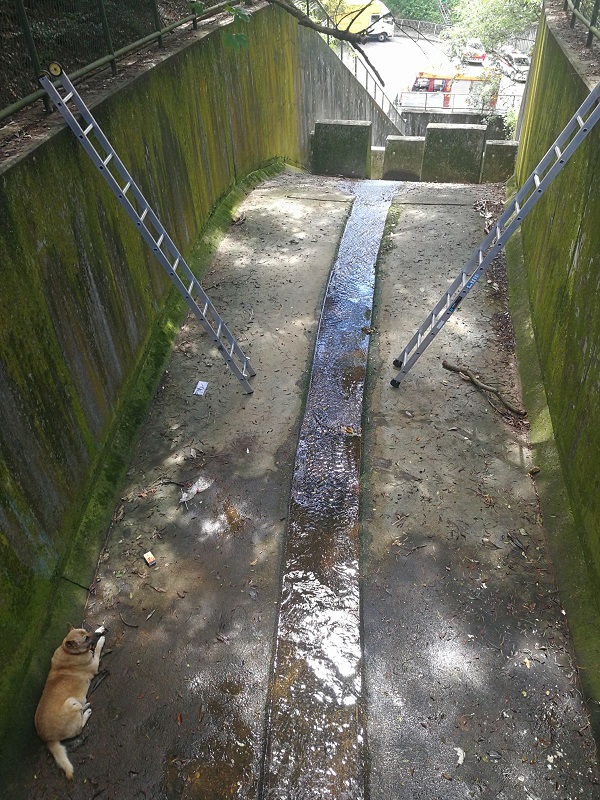 荃灣和宜合里對開引水道今早有唐狗被困。梁國峰攝
